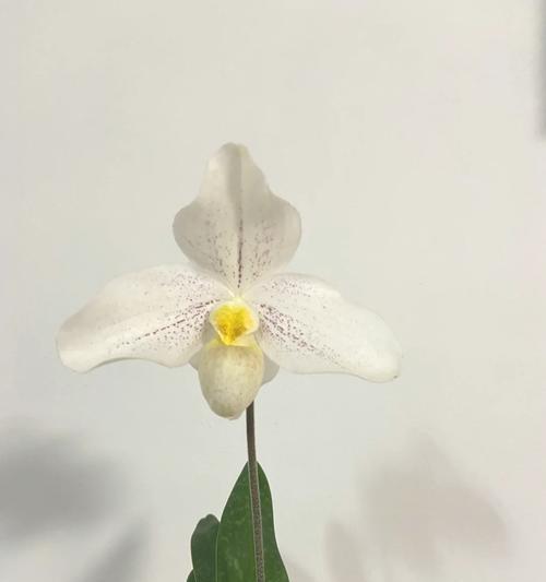 Sugarc9手机如何为用户带来卓越体验（探索Sugarc9手机的功能和特点，以及用户评价）