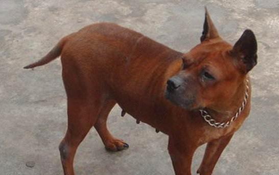比特犬小头身长的特点及饲养要点（了解比特犬的头身比例，给予适当的饮食和运动）