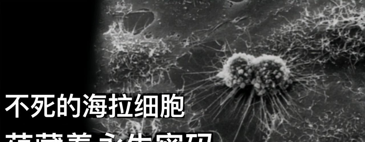 人体细胞的重要性与影响（探索没有细胞的人体是什么样的）